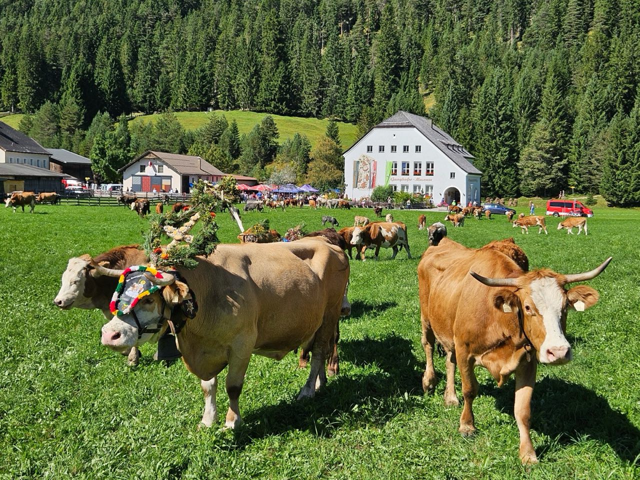 Geschmückte Kühe beim Almabtrieb in Leutasch vor Bauernhäusern